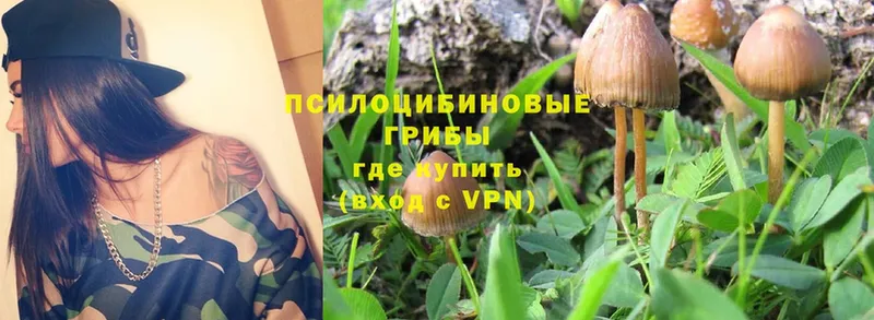 купить наркотик  Ленск  Псилоцибиновые грибы Psilocybe 